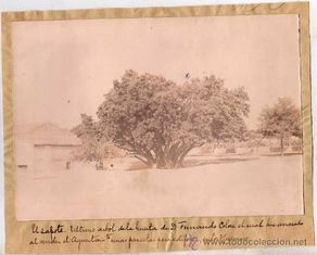 Postales: Curiosa fotografia del el Zapote de Colon, ultimo arbol de la Huerta de D. Fernando Colon. Sevilla.